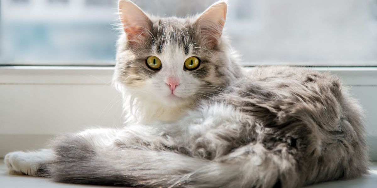 Exotic Small Pets Ready for Adoption